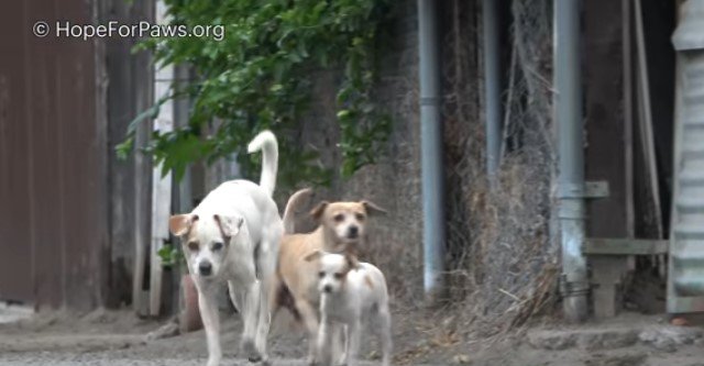 父犬と子犬たち