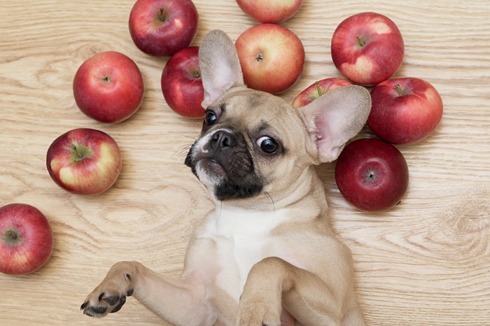 りんごが散らばる床に寝転んでいる犬