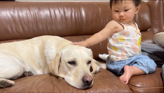 白い犬の頭を撫でる赤ちゃん