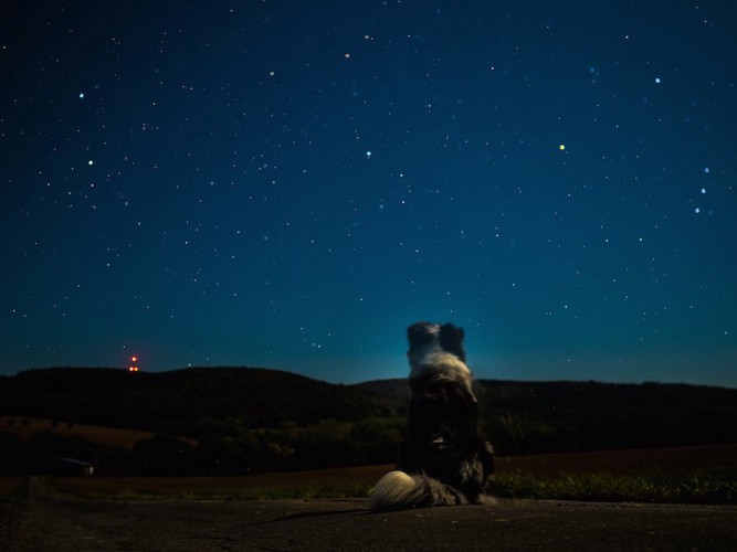 星空と犬の後ろ姿