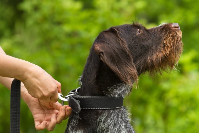 首輪を付けてもらう犬