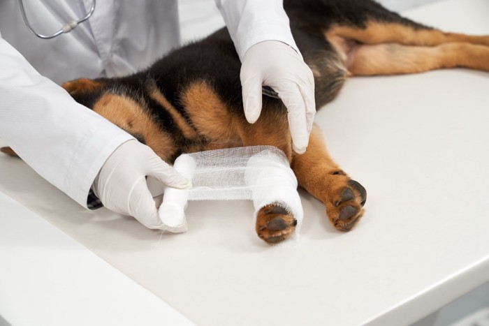 足を怪我して処置してもらう犬