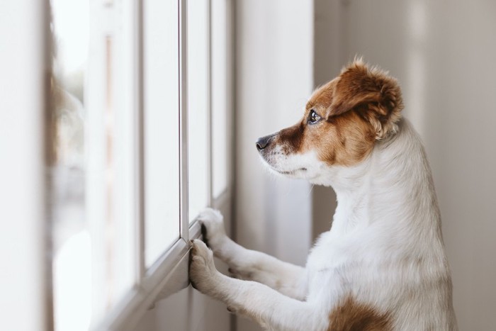 立ち上がって窓の外を見る犬