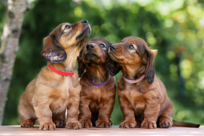 色違いの首輪をしたダックスフンドの子犬たち