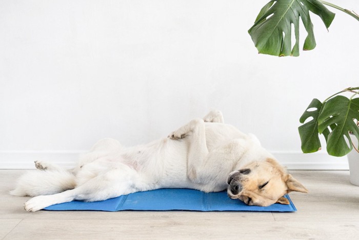 仰向けで眠る犬