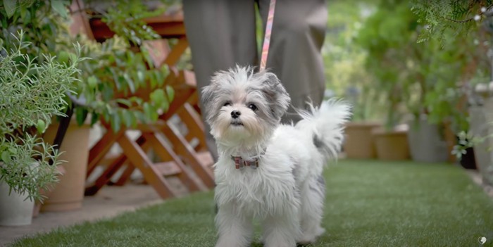 毛が伸びた状態の小型犬