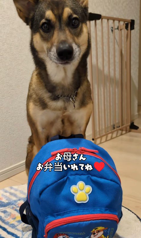 ドッグスクールに行くまる君3
