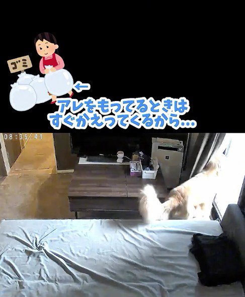 窓の外を眺める犬