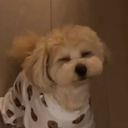 半目でじっと座る犬