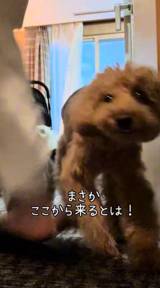 ドアへ駆け寄るトイプードル