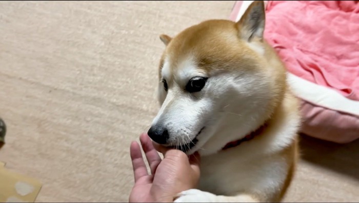 立ち上がって家族の手を舐める犬