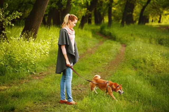 散歩中の柴犬 