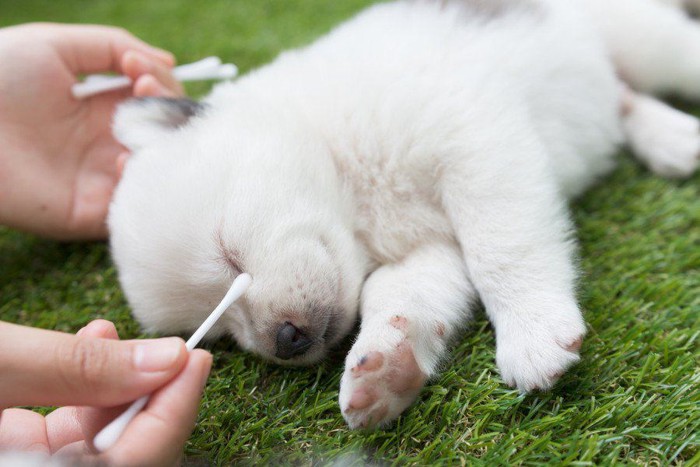 目を掃除される子犬