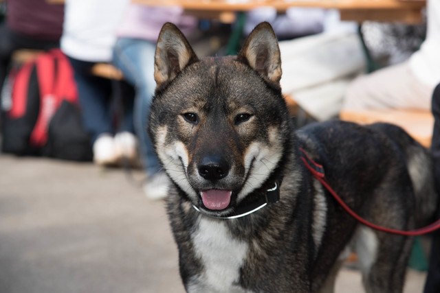 四国犬の顔