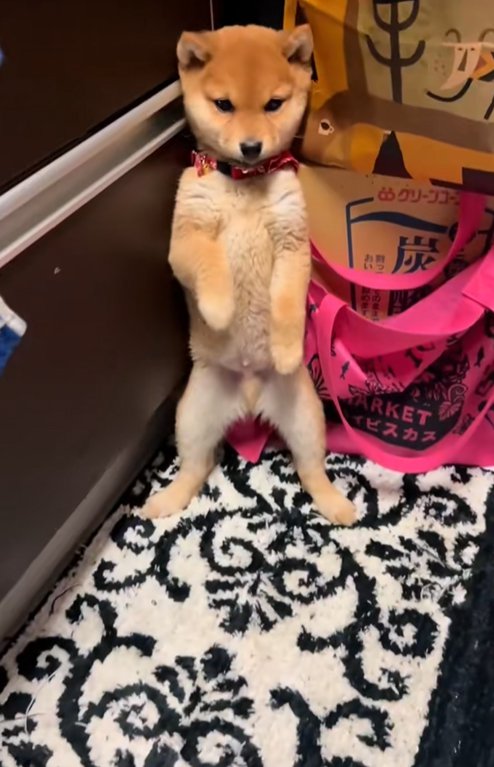 壁際に追い詰められた豆柴の子犬