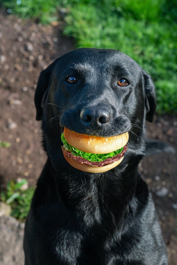 ハンバーガーのオモチャを咥えた黒い犬