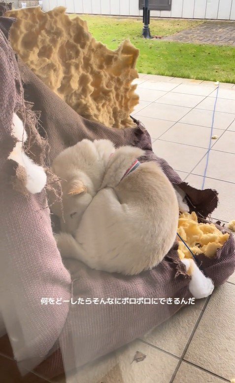 破壊王の柴犬さん4