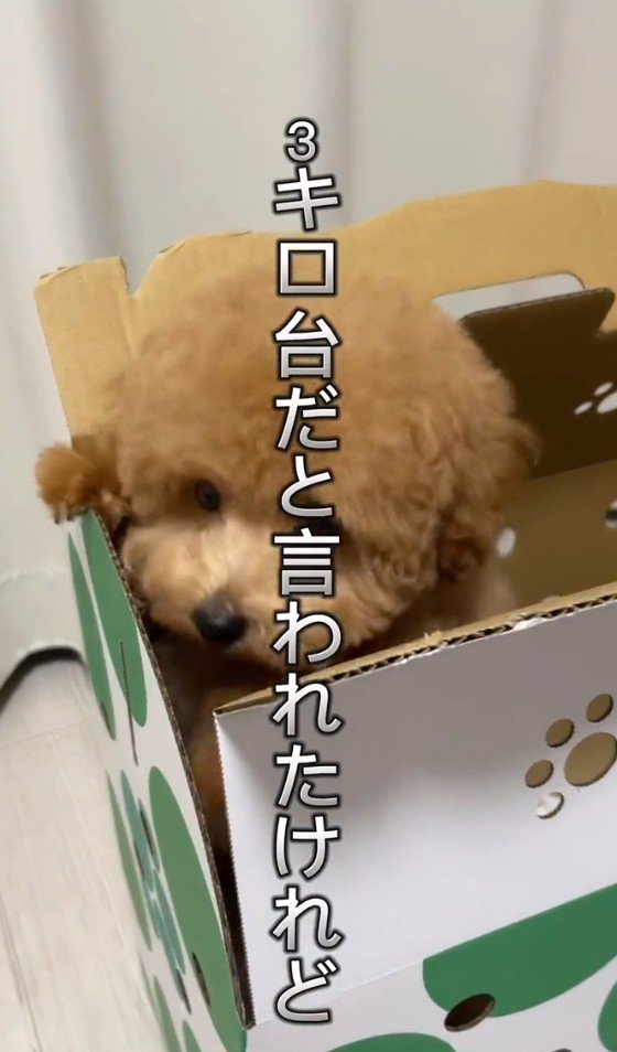 3キロ程度に成長するとのこと…