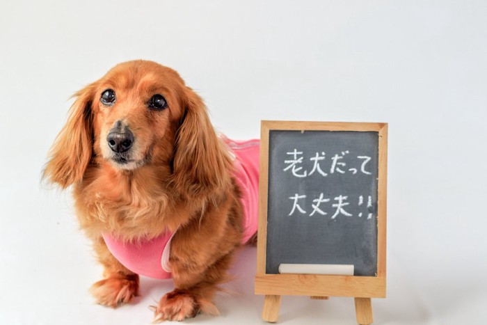 服を着たダックスフンドと看板