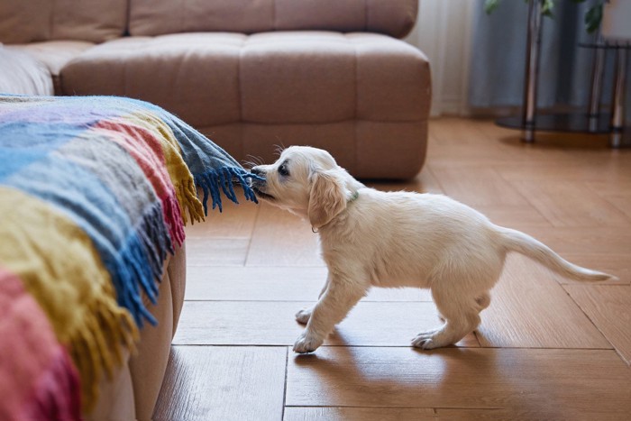 くわえて引っ張る子犬