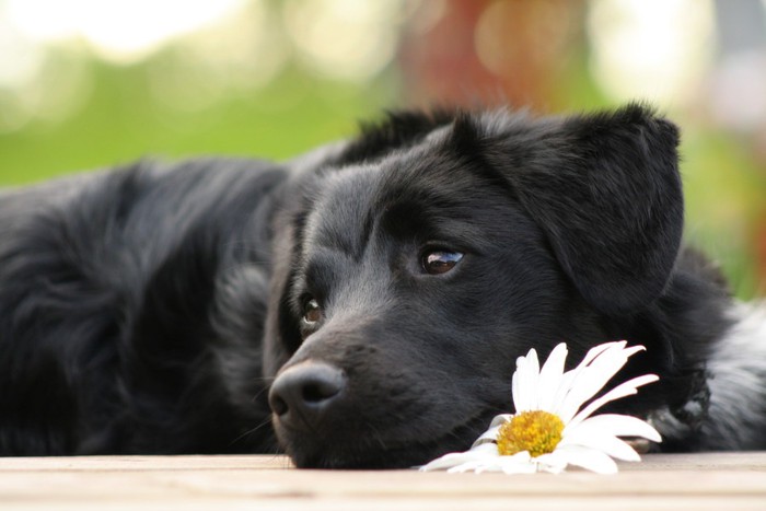 上を見ている犬の写真