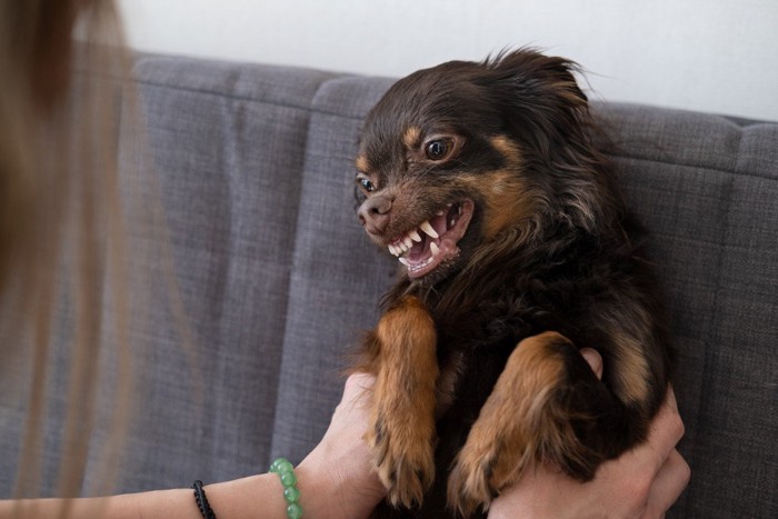 抱き上げられて嫌がる犬