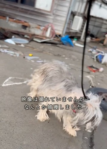 外を歩き回る犬