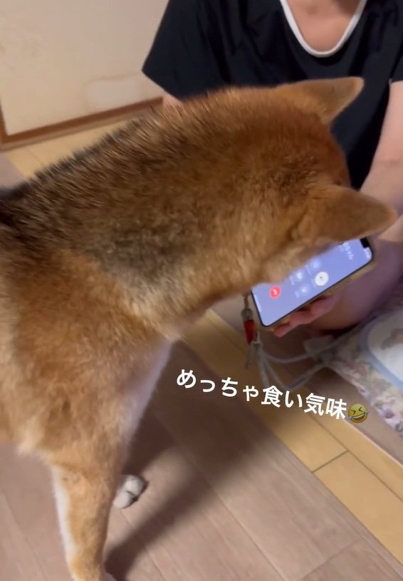 携帯を見るはちちゃん