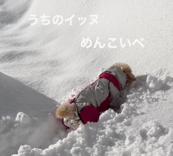 雪の中で遊ぶきなちゃん4