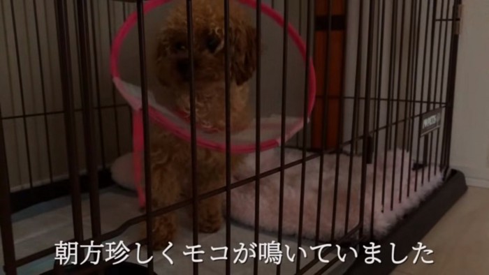 鳴き始めたモコちゃん
