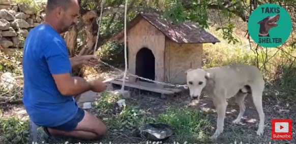 小屋から出てきた犬