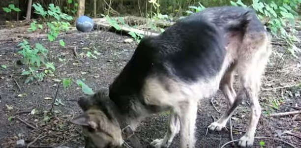 やせ細った犬