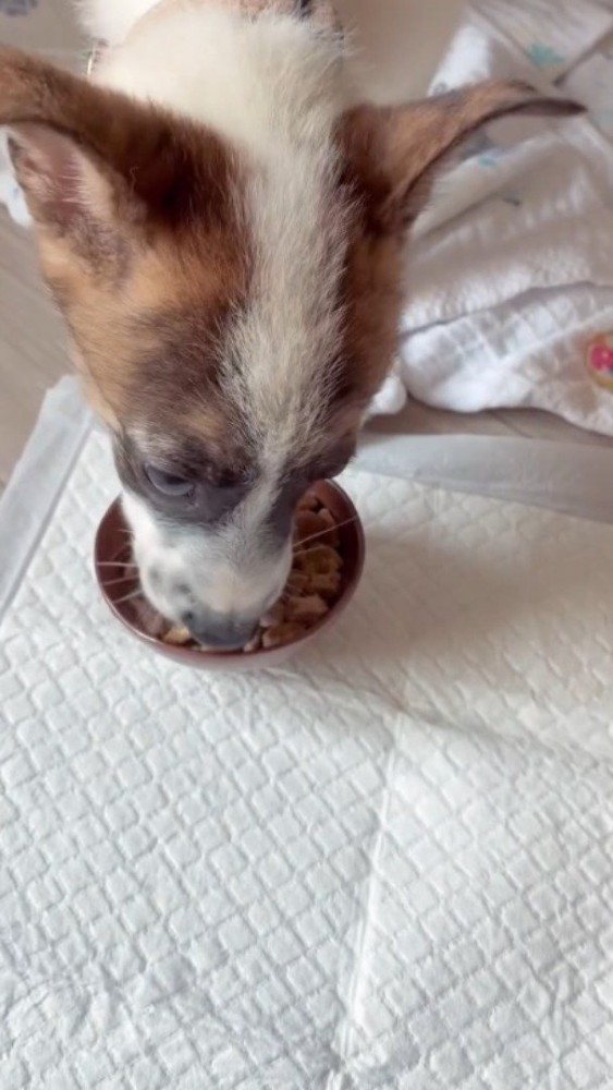 器の中に入っているごはんを食べる子犬