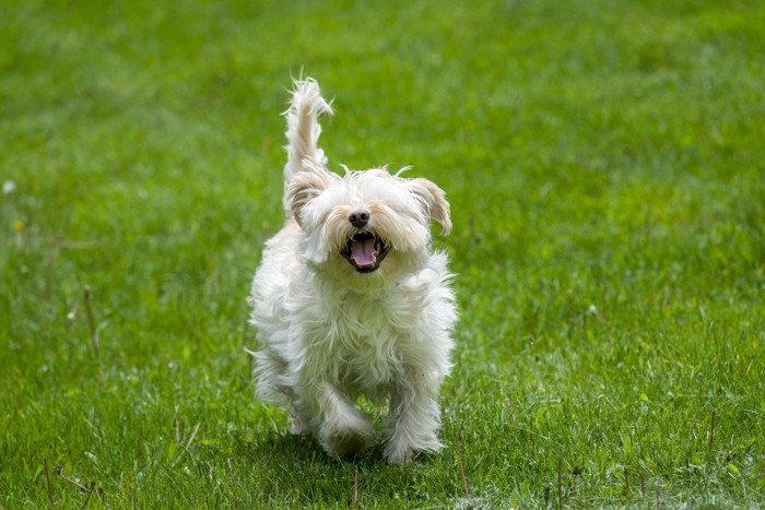 走ってくる白い犬