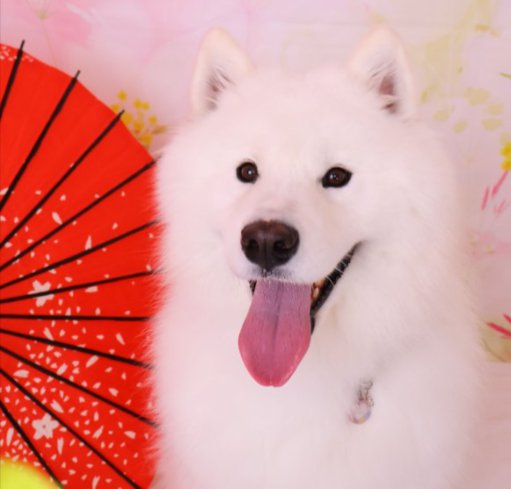ニコニコ