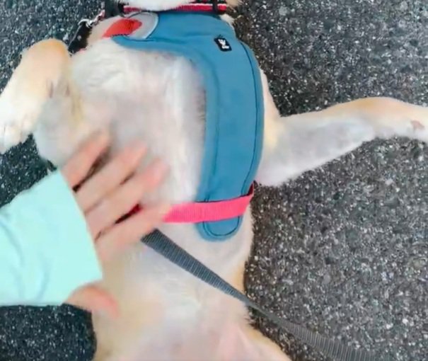 お腹を見せるはなこちゃん