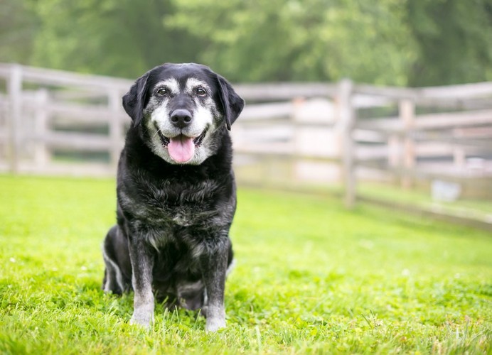 ドッグランで座っている老犬