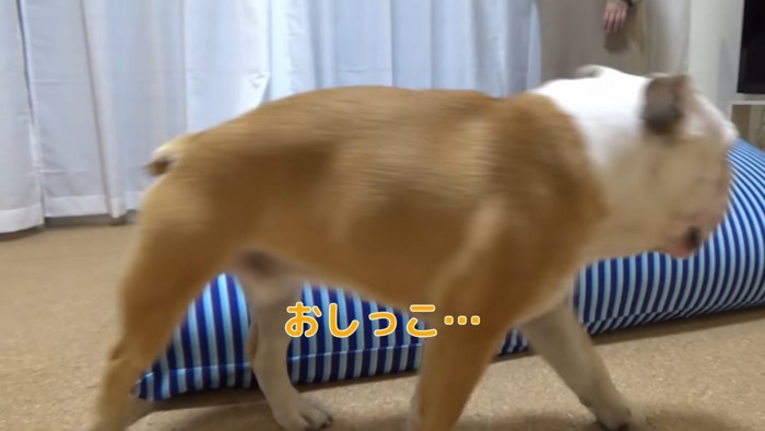 歩く犬