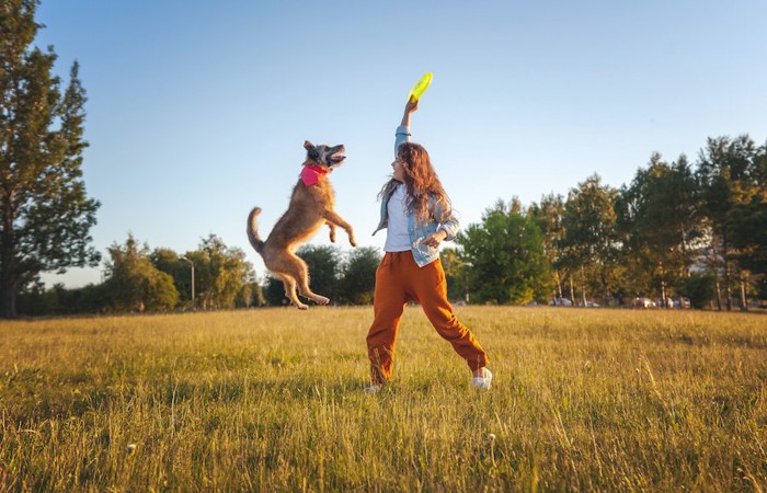 女性とフリスビーで遊んでいる犬