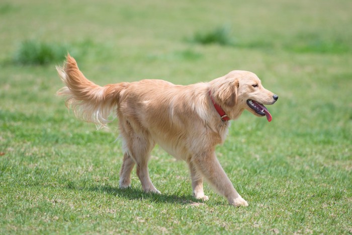 草原を歩く犬