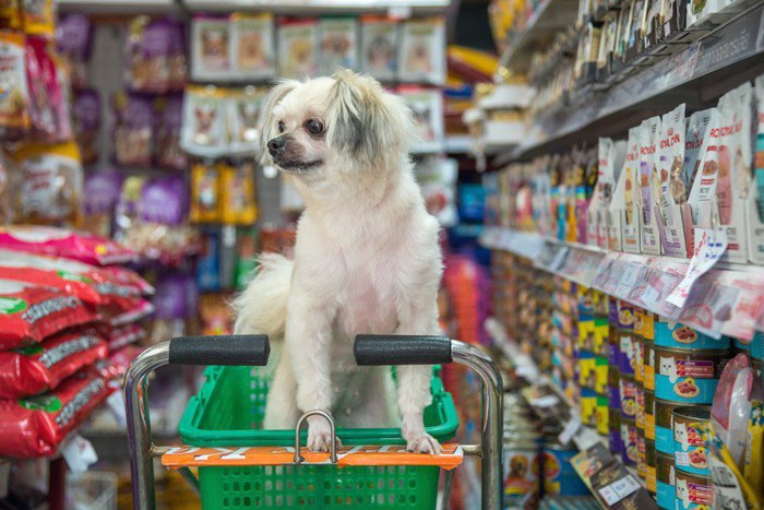 ショップでカートに乗る犬