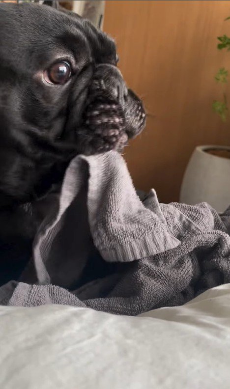 タオルで遊ぶジェットくん3