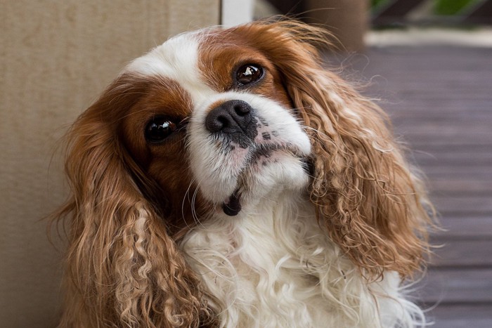 物言いたげに見つめる犬