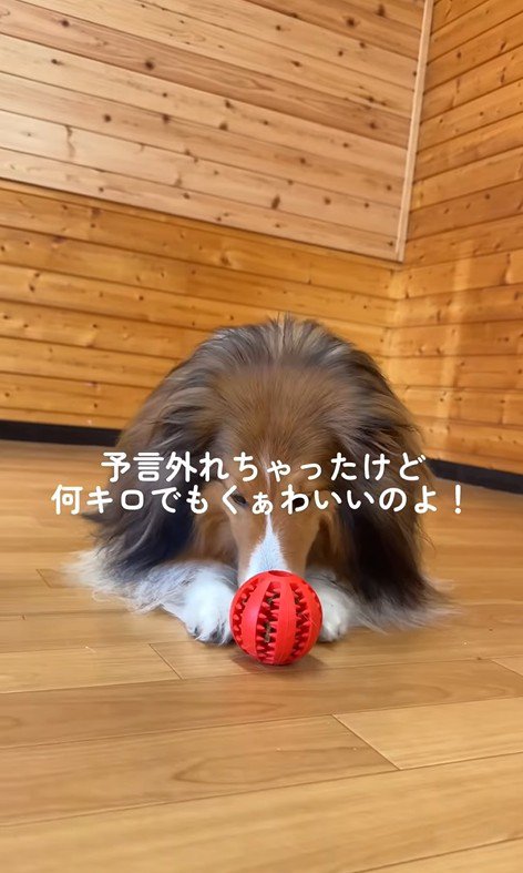 ソフィーちゃんのビフォーアフター⑩