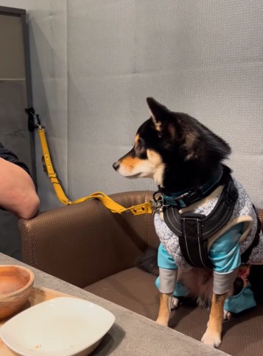 動揺する柴犬
