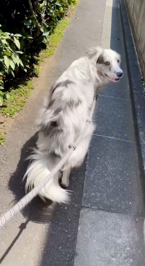 飼い主をふり返りながら来た道を戻る犬