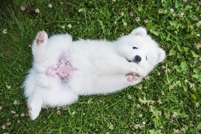 草むらの上でへそ天する子犬