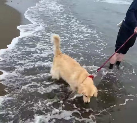 水の上にいる大型犬