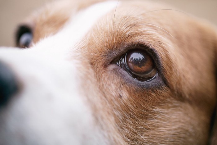 目が強調された犬