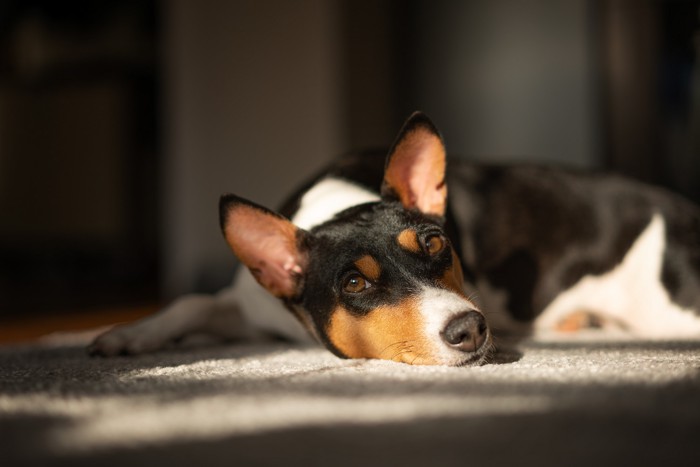 床に伏せて休んでいるバセンジー